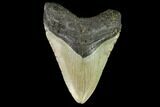 Fossil Megalodon Tooth - North Carolina #109884-1